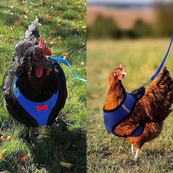 4 Pcs Chicken Harness and Leash for Hens Funny Chicken Accessories Comfortable Hen Vest Breathable Mesh Chicken Accessories for Hens - Image 6