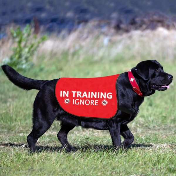 HOLLP Training Dog Jacket Vest in Training Ignore Dog Vest Dog Walking Jacket Warning Vest (in Training Ignore-Large) - Image 7