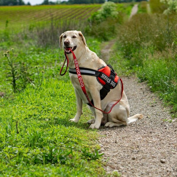 Emotional Support Dog Leash Wrap with Neoprene Handle and Reflective Emotional Support Lettering - Supplies or Accessories for ESA Emotional Support Dog Vest or Harness (Black, Emotional Support) - Image 6