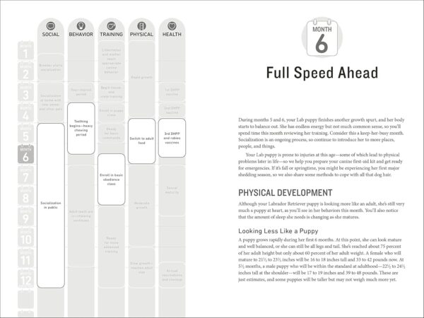 Your Labrador Retriever Puppy Month by Month, 2nd Edition: Everything You Need to Know at Each Stage of Development (Your Puppy Month by Month) - Image 7