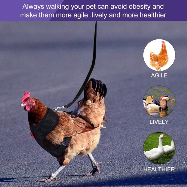 Boao 3 Pieces Adjustable Easter Chicken Harness and Leash for Hen Roosters Comfortable Hen Vest with Matching Belt Breathable Training Harness for Chicken, Duck Goose, Pet(Blue, Black, Purple,M) - Image 6