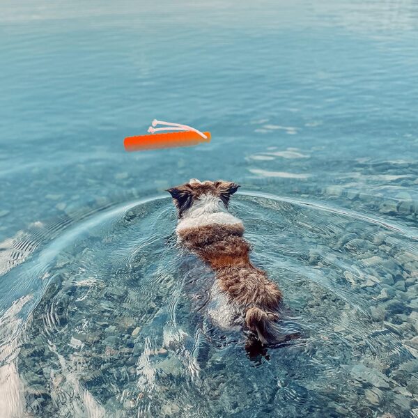 Dog Water Toy - Interactive Fetch Dog Toys Float on Water Pool for Training Retrieving Chasing Bumper Outdoor - Funny Puzzle Dog Toys with Rope for Small Medium Large Dog - Image 5