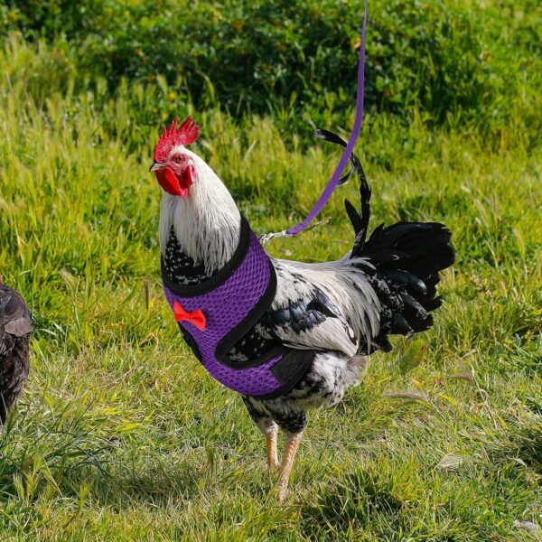 Boao 3 Pieces Adjustable Easter Chicken Harness and Leash for Hen Roosters Comfortable Hen Vest with Matching Belt Breathable Training Harness for Chicken, Duck Goose, Pet(Blue, Black, Purple,M) - Image 7