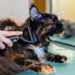 "The Importance of Regular Veterinary Check-Ups: Tips for Maintaining Your Pet’s Health"