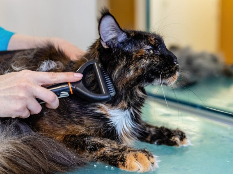 "The Importance of Regular Veterinary Check-Ups: Tips for Maintaining Your Pet’s Health"