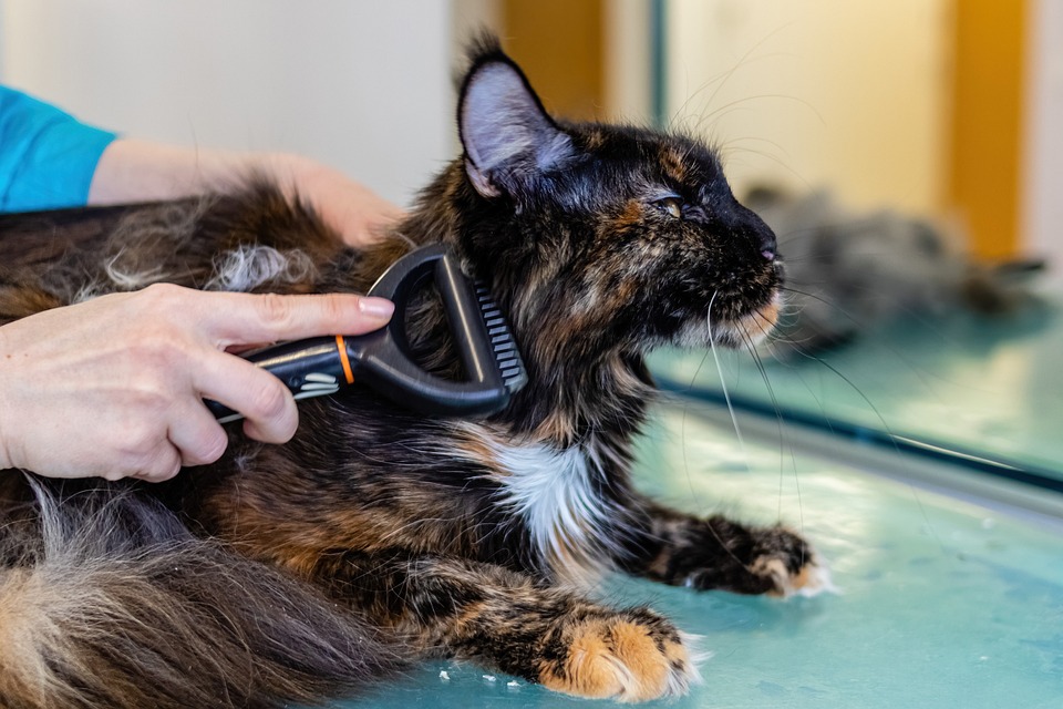 "The Importance of Regular Veterinary Check-Ups: Tips for Maintaining Your Pet’s Health"