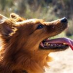 "A Guide to Pet Care: How to Keep Your Furry Friend Happy and Healthy"